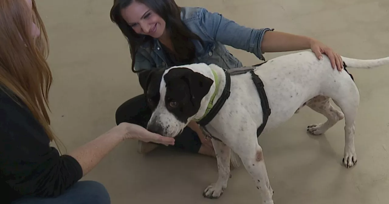 Tucson Rescue Now fighting shelter crisis with transformative new space for adoptable dogs.