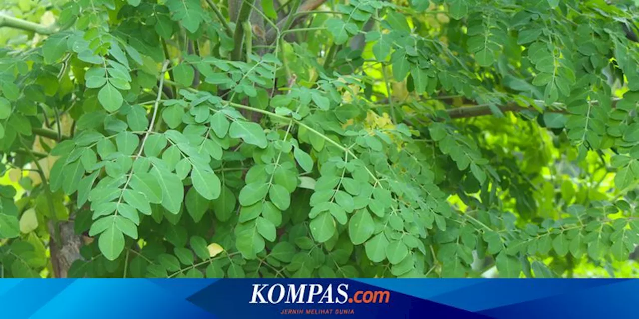 Cara Menanam Daun Kelor di Rumah, Banyak Manfaat dan Beri Keteduhan