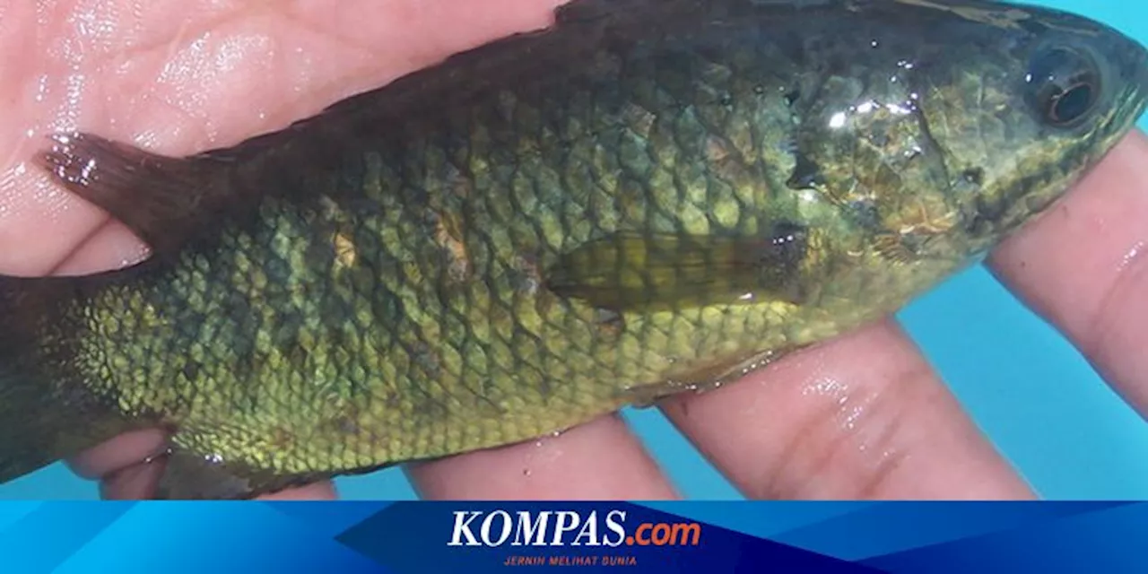 Ikan Betok, Ikan 'Berjalan' Asli Indonesia yang Sempat Ancam Australia