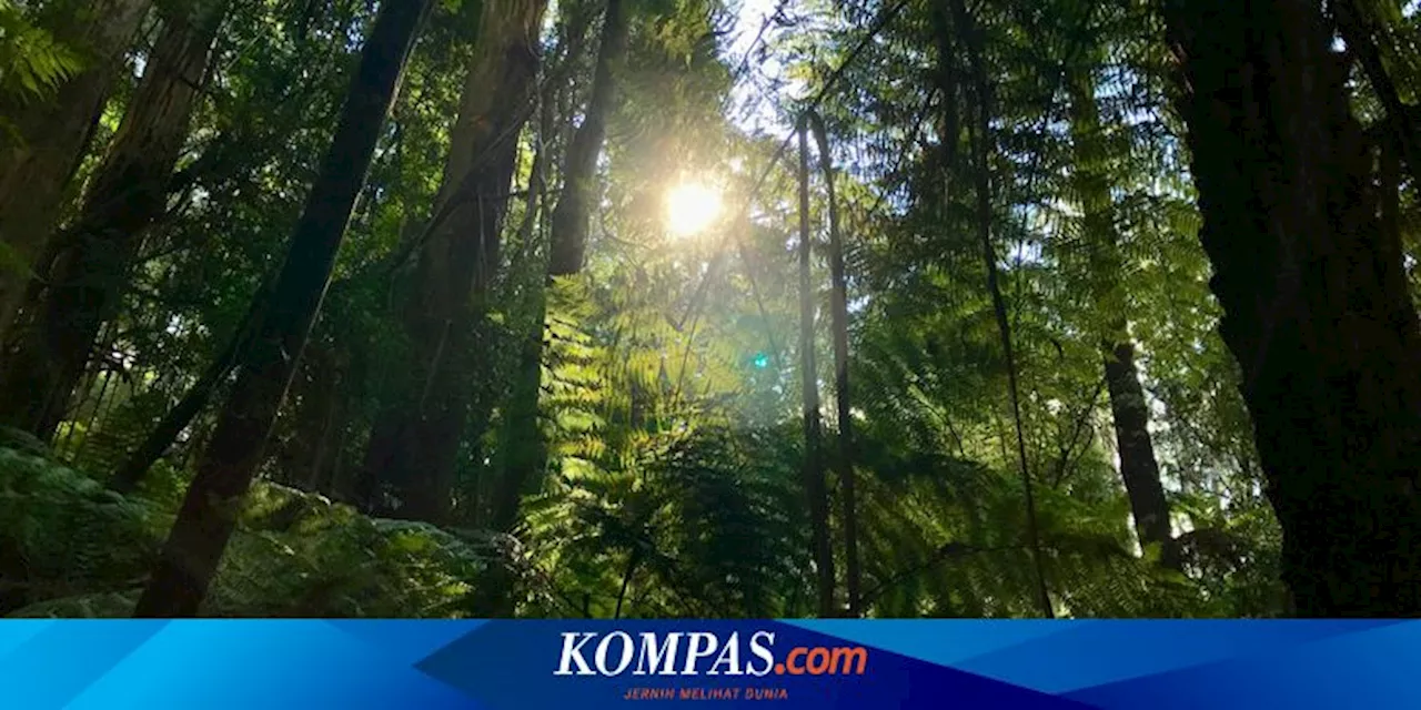 Tumbuhan dan Hutan Hampir Tak Menyerap Karbon Dioksida Tahun Lalu, Pertanda Apa?