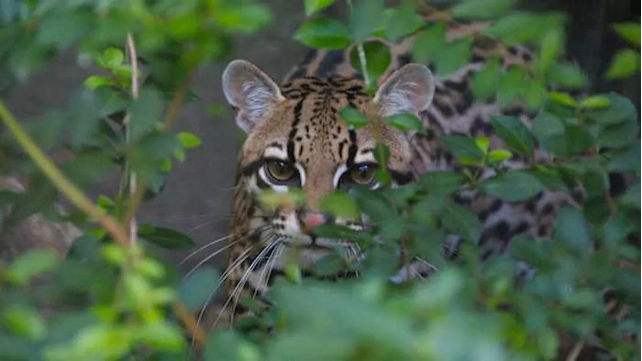 Houston Zoo joins the effort to save the Texas ocelot population with ‘Mutual of Omaha’s Wild Kingdom’