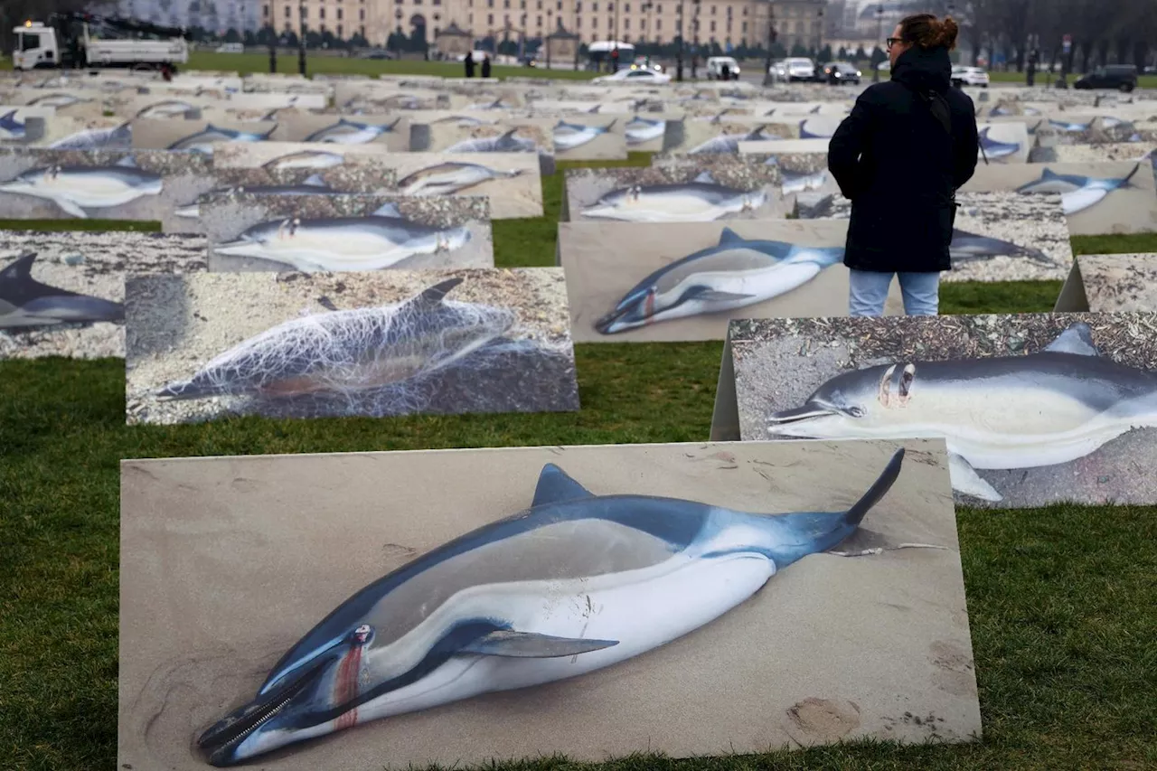 Dauphins: les captures mortelles divisées par quatre lors du mois sans pêche dans le golfe de Gascogne