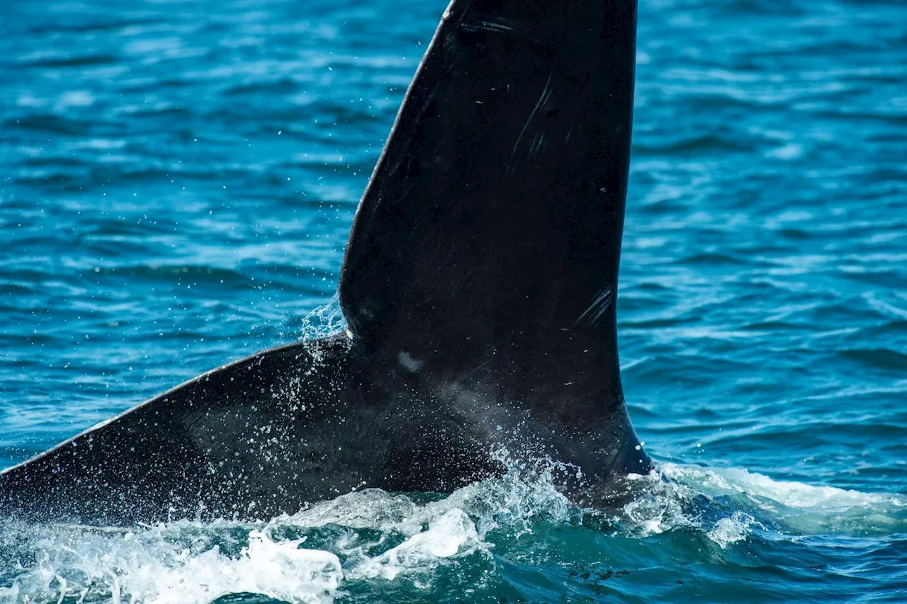 Léger rebond de la population d'une espèce de baleine très menacée