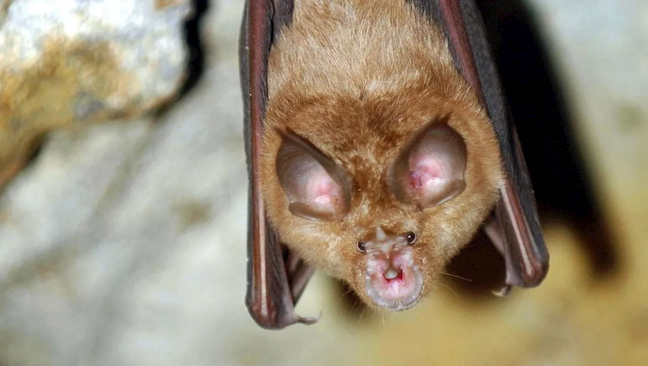 L’association La Belette vole au secours des chauves-souris du Lot