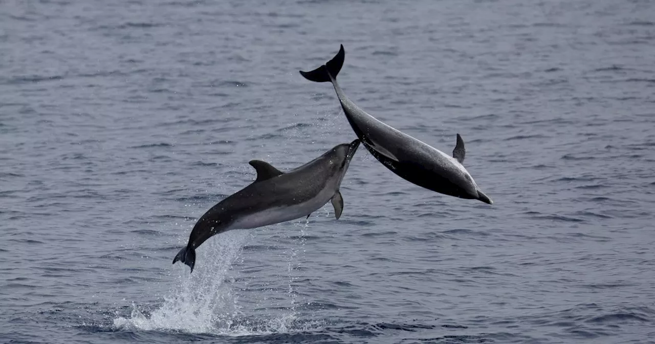 Golfe de Gascogne : les captures mortelles de dauphins divisées par quatre, pendant le mois sans pêche