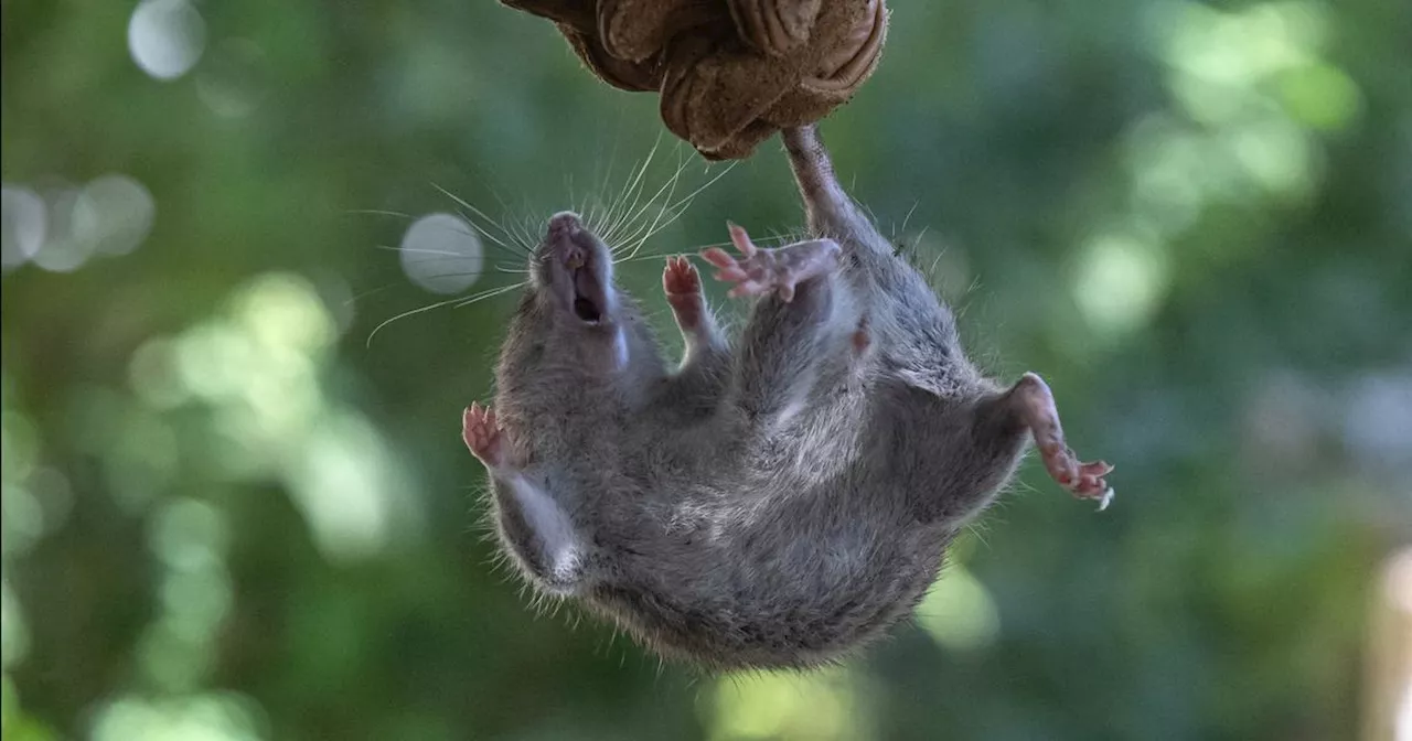 Marseille renouvelle son partenariat avec les furets pour chasser les rats des parcs