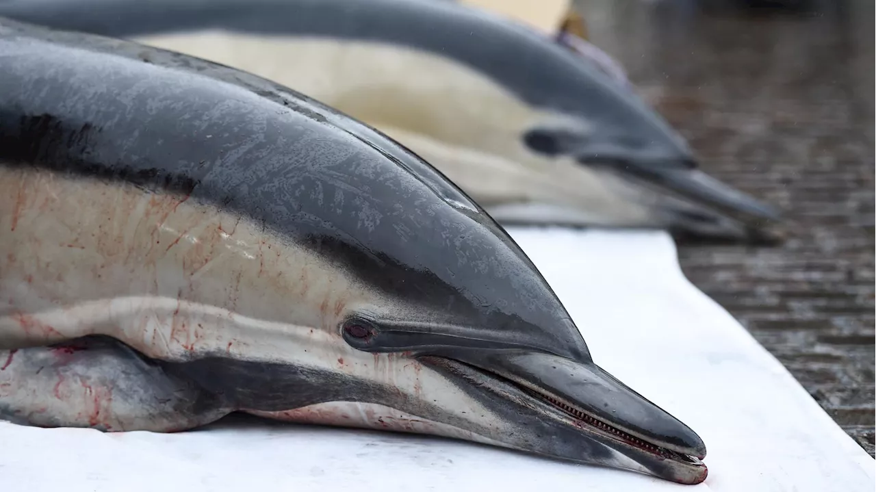 Protection des dauphins : cette mesure décriée par les pêcheurs a eu de vrais effets sur les cétacés