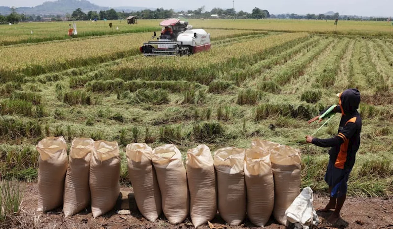 Survei Indef 94 Petani di Tiga Provinsi belum Mengetahui Aturan EUDR