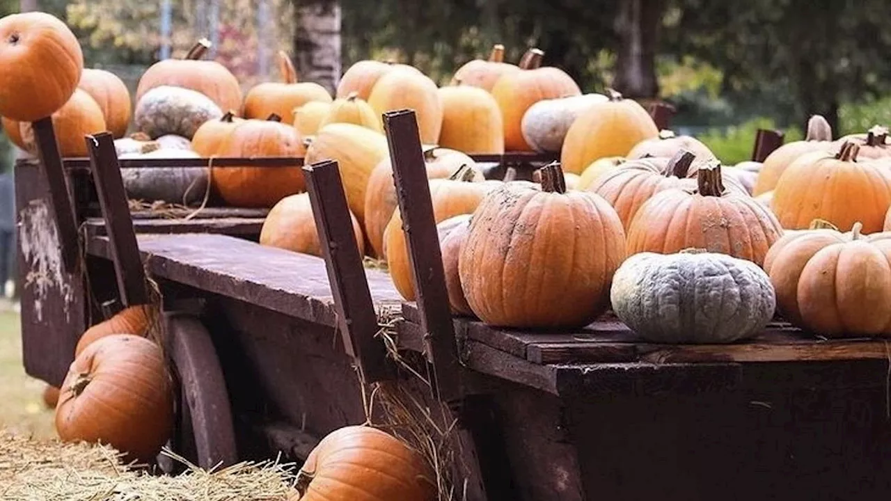 Halloween on the road: con il camper nei Pumpkin Patch