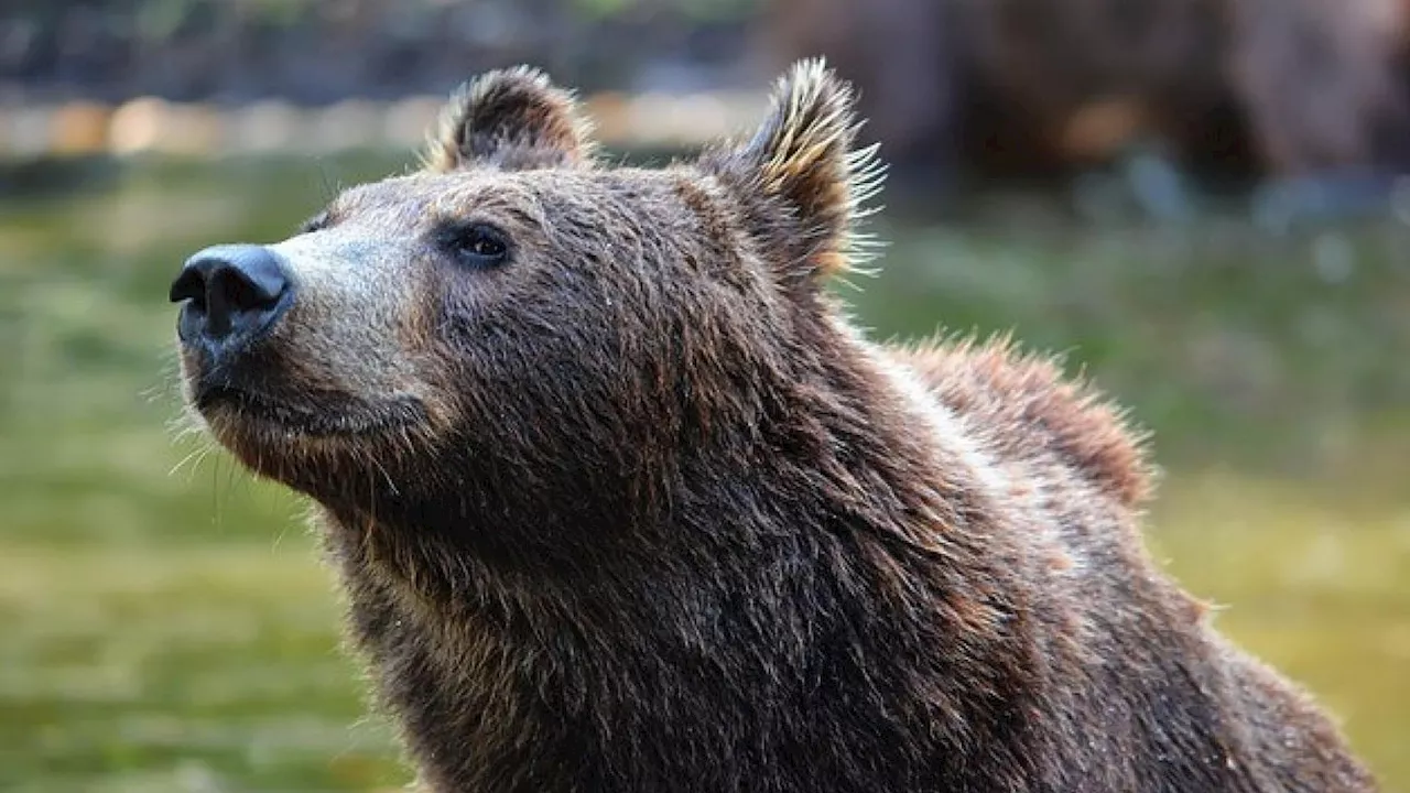 Il fungaiolo aggredito da un orso in Trentino: 'Non uccidetelo'