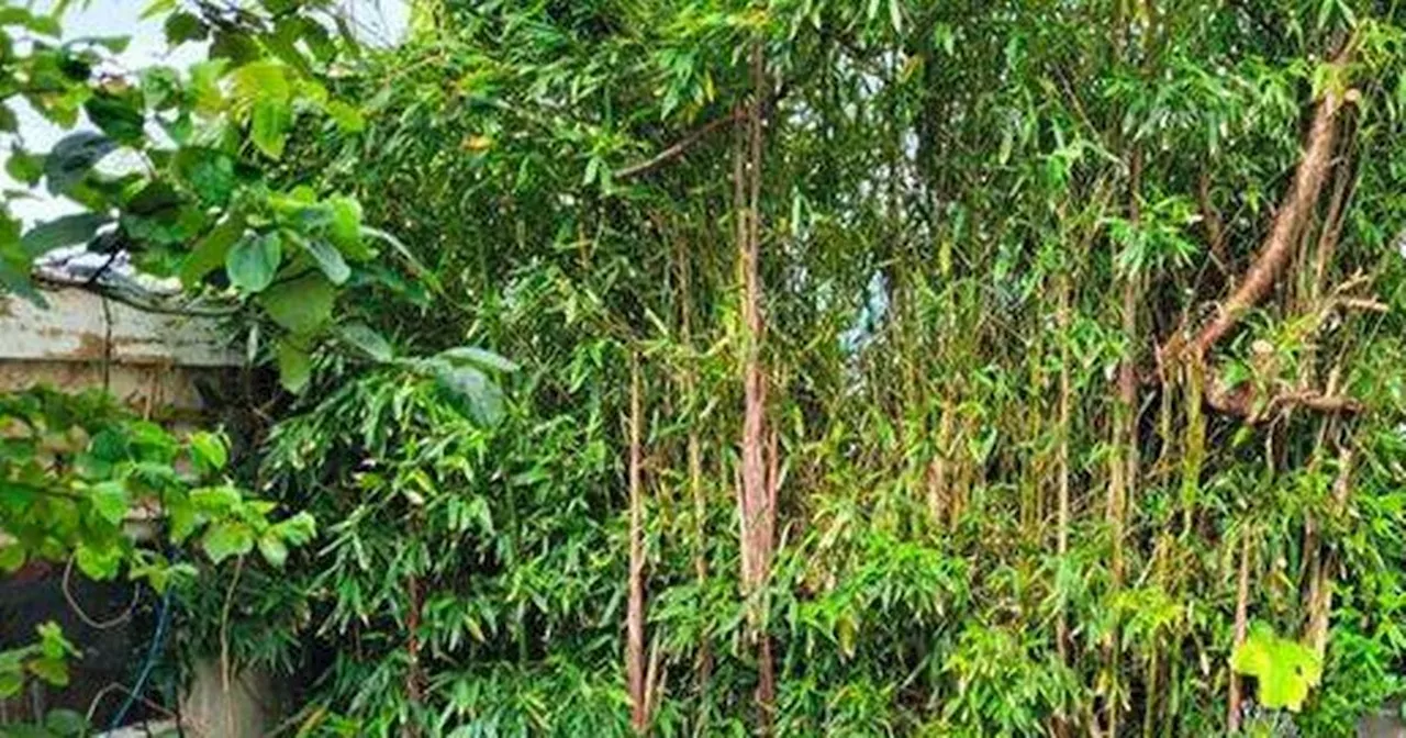 Homeowner's warning over £4k invasive plant problem - it's not Japanese knotweed