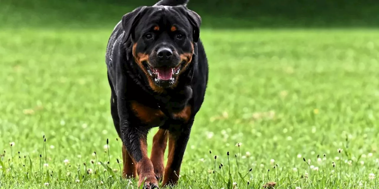 Kantone verbieten Rottweiler – Zürich hat gar keine Regeln