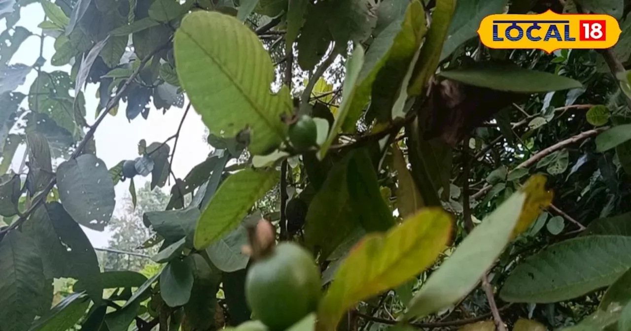 Guava Gardening: अमरूद के पौधों में कर दें ये काम, फलों से लद जाएगा पेड़; अपनाएं ये देसी टिप्स