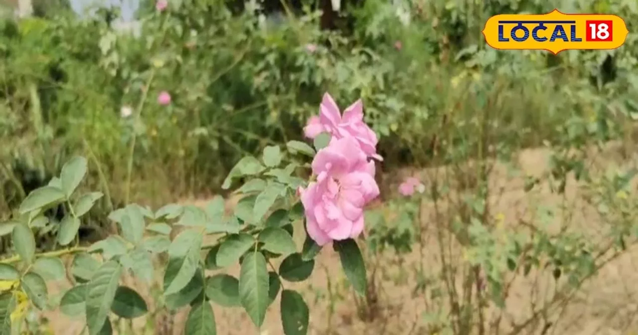 Perfume in Kannauj: कन्नौज में इस गुलाब से तैयार होता है इत्र, लाखों में होती है कीमत