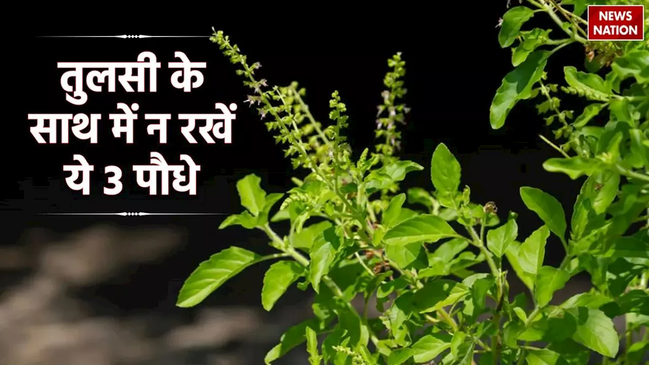 Vastu Tips For Tulsi: तुलसी के साथ गलती से भी न रखे ये 3 पौधे, देखते ही देखते कंगाल हो जाएंगे आप