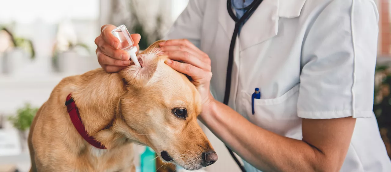 Dog Medicine Recall Update As FDA Sets Risk Class