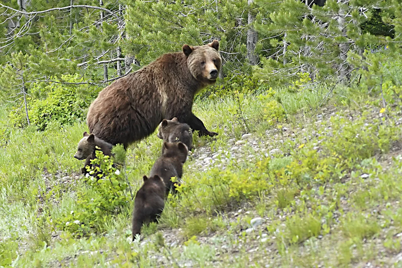 World Famous Grizzly Bear Killed in Wyoming Vehicle Strike