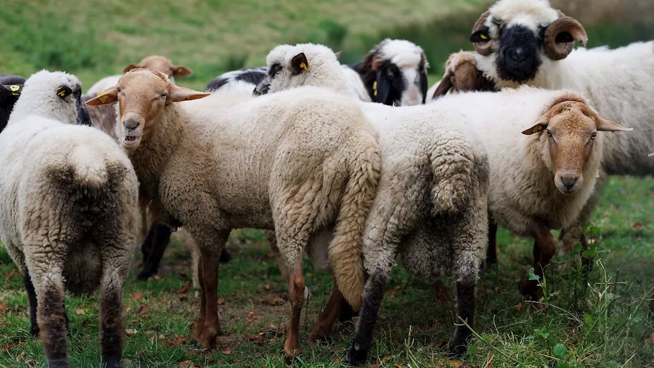 Bayern: Blauzungenkrankheit nun auch im Landkreis Regen festgestellt