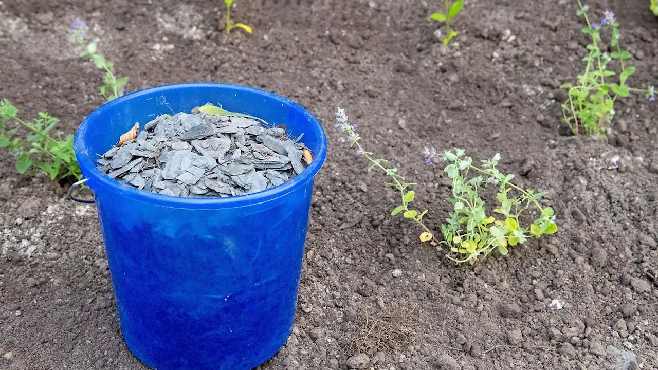 Niedersachsen & Bremen: Landkreis Emsland überprüft 100 angebliche Schottergärten