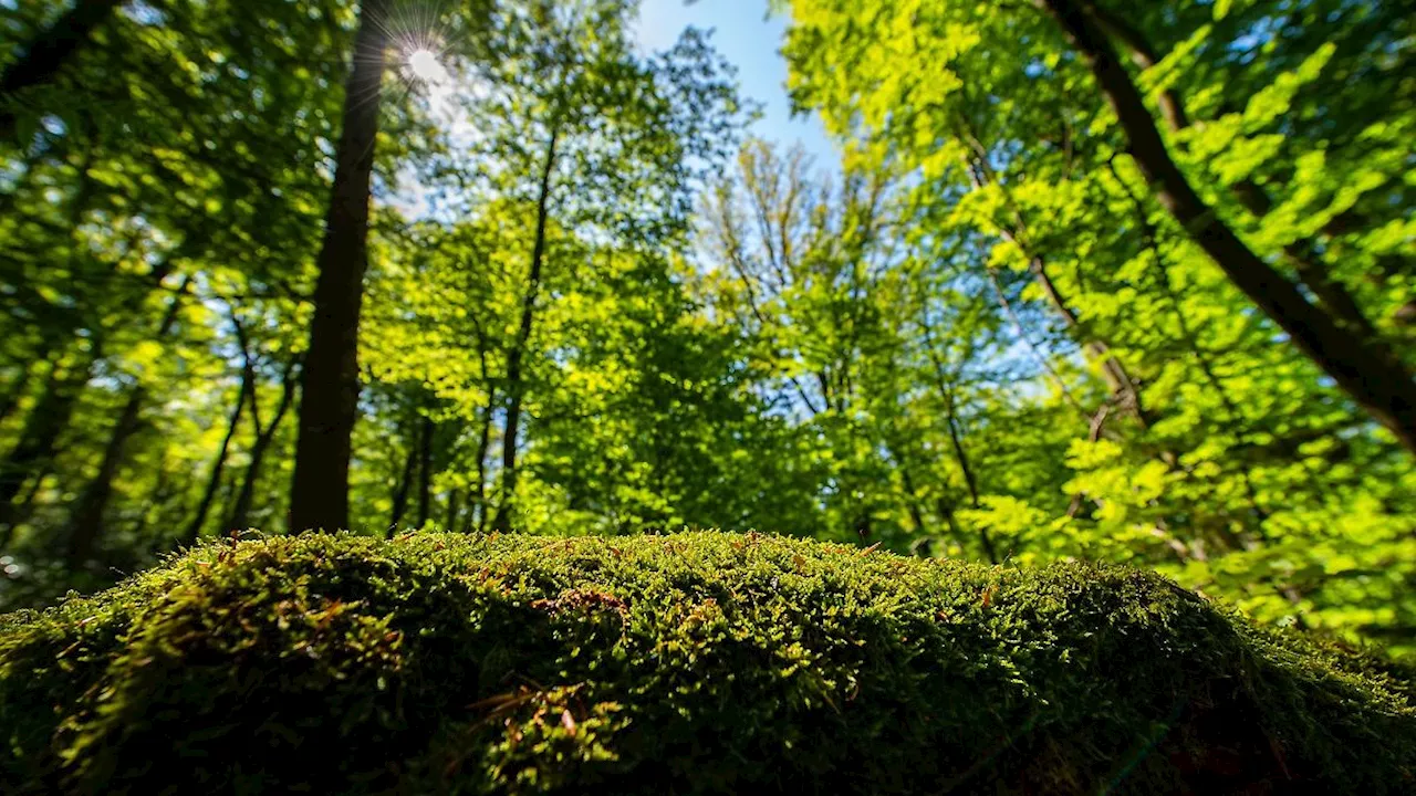 Nordrhein-Westfalen: Wald in NRW verändert sich: vielfältiger und mehr Laubbäume