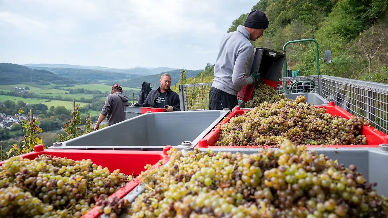 Rheinland-Pfalz & Saarland: Moselwinzer mit kleinster Ernte seit Jahrzehnten