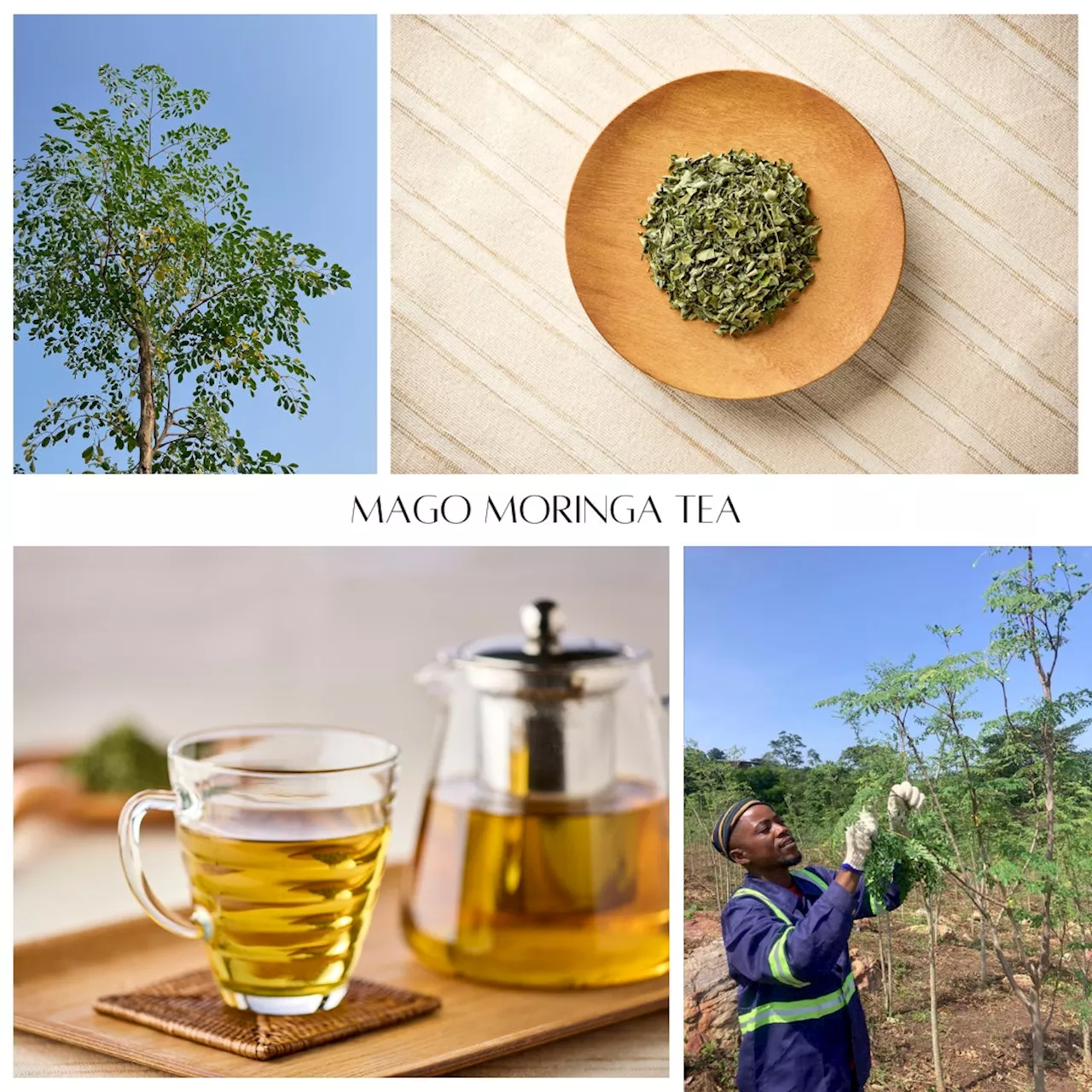 奇跡の木・モリンガのお茶「MAGO MORINGA TEA」10月23日（水）より発売