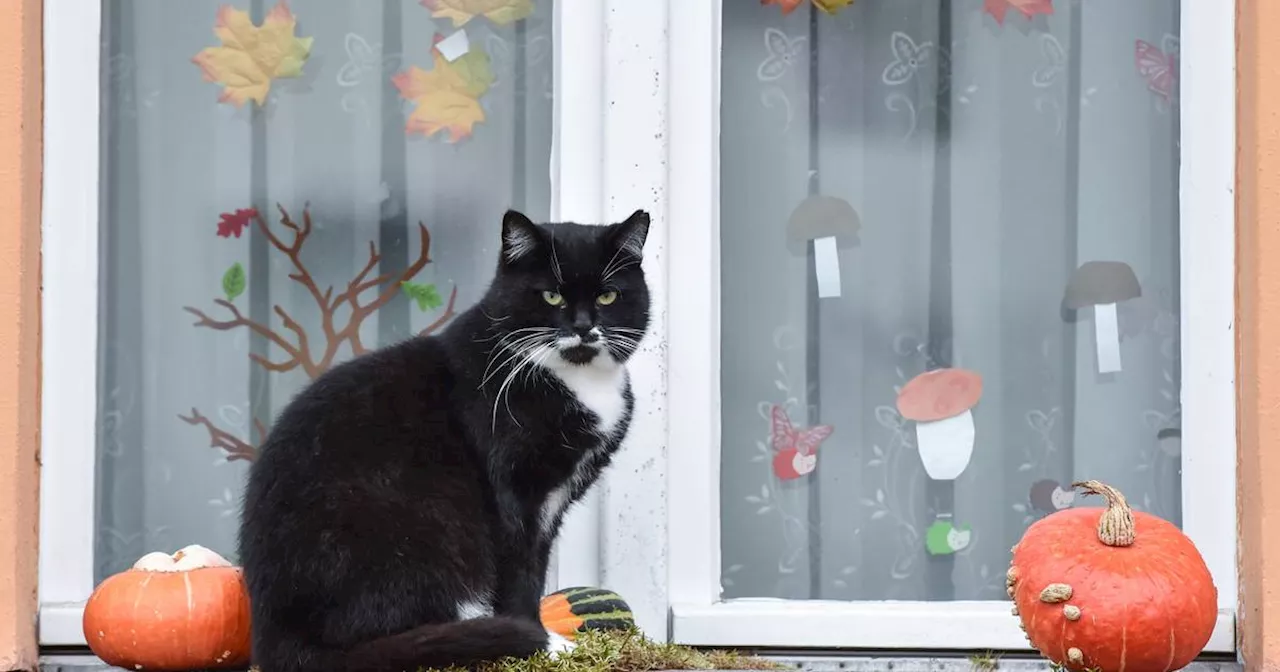 Süßigkeiten und Deko an Halloween – darauf müssen Haustierbesitzer achten