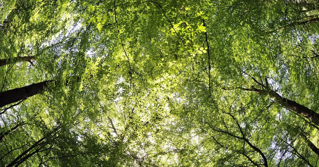 Wald-Experte stellt Klimaziele infrage: Die Folgen der Bundeswaldinventur