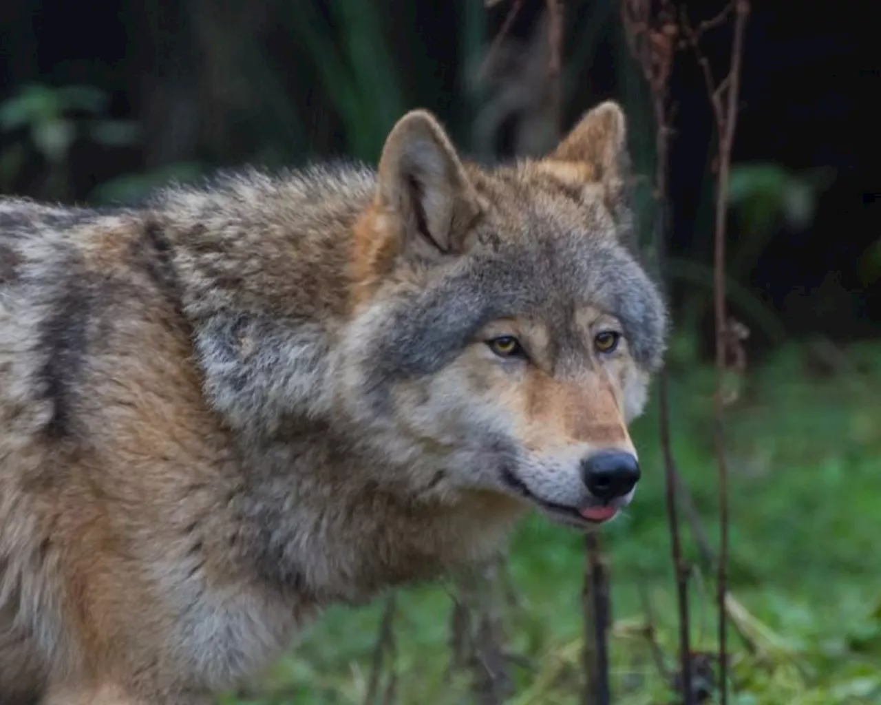 Happy Howl-o-ween! Get up close to Shropshire’s wolf family this half term