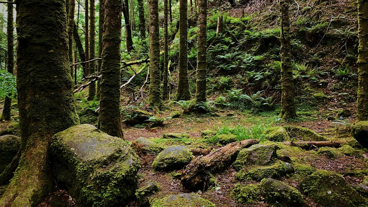 Hiker Spends Seven Hours Upside Down After Getting Stuck While Retrieving Phone