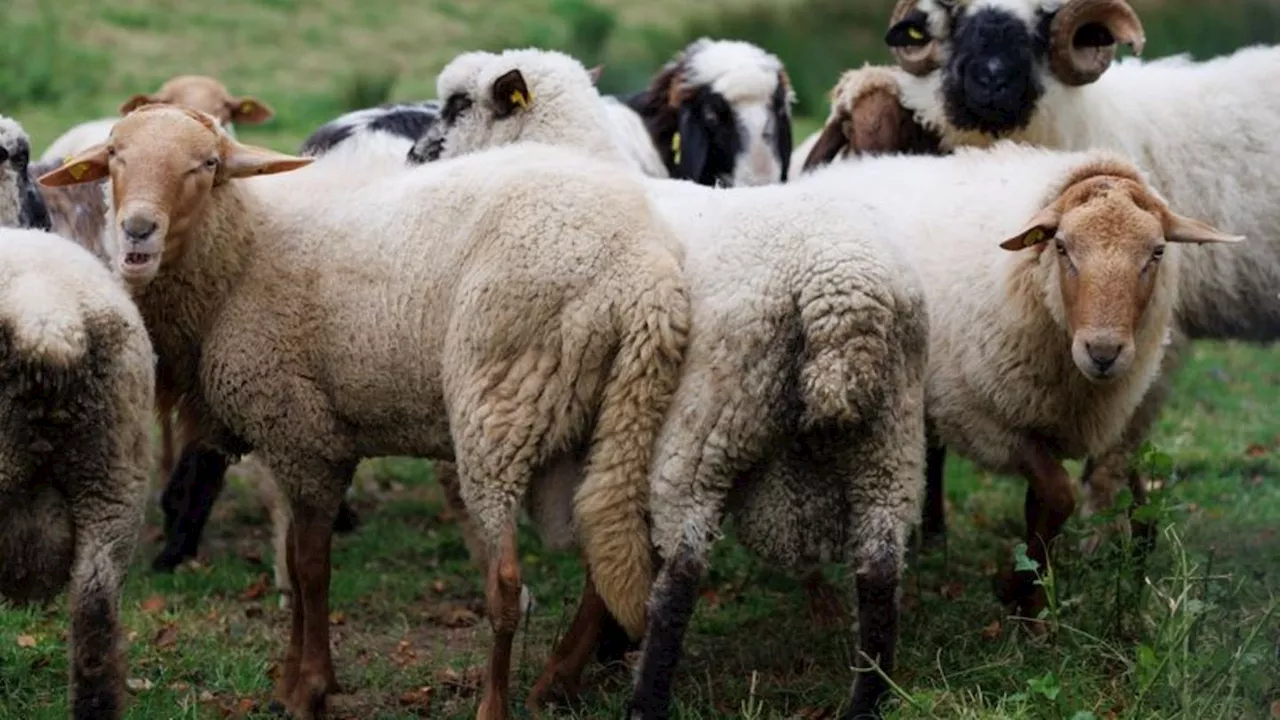 Für den Menschen ungefährlich: Blauzungenkrankheit nun auch im Landkreis Regen festgestellt