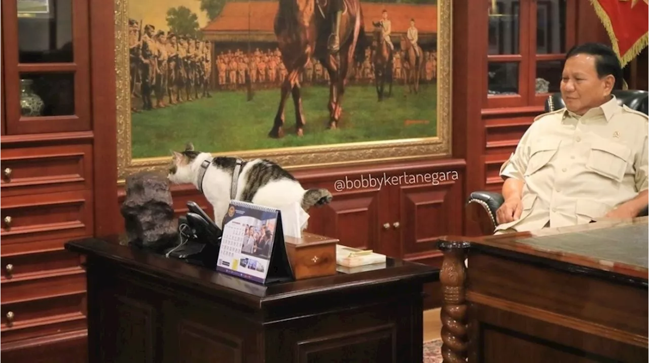 Beruntungnya Nasib Bobby Kucing Prabowo: Dulu Iseng Masuk Kertanegara, Kini Jadi Penghuni Istana Negara