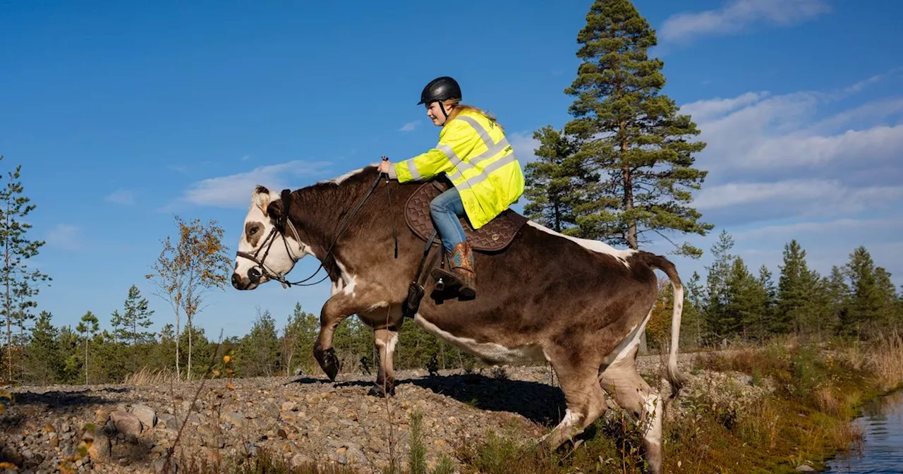 Maria, 16, rider på sin oxe: ”Folk kör nästan i diket”