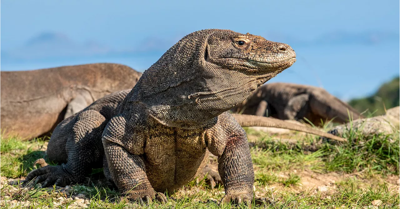 Staunen und Gruseln über die Warane auf Komodo