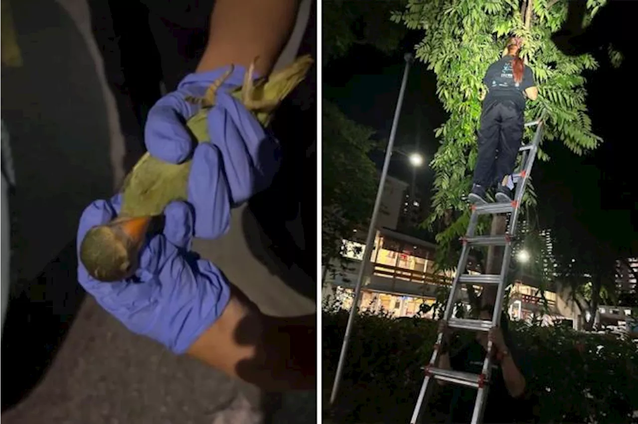 Camera crusaders thwart alleged bird-napping attempt