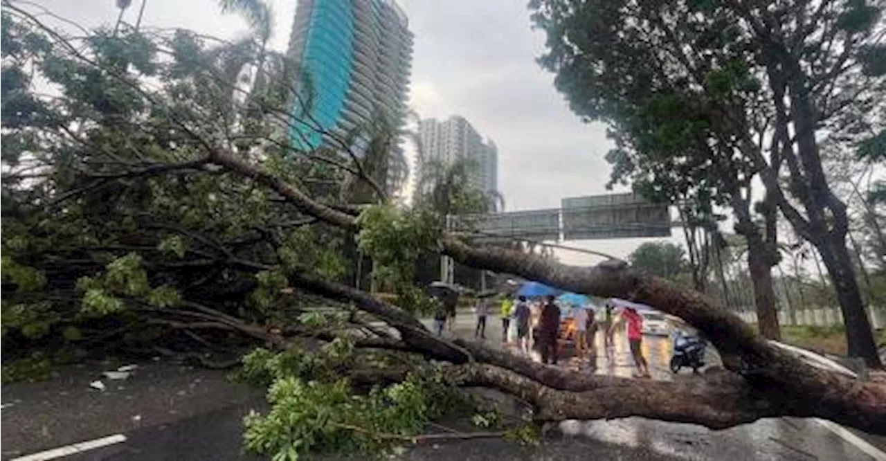 Sabah JBPM receives 33 fallen tree emergency calls over five days