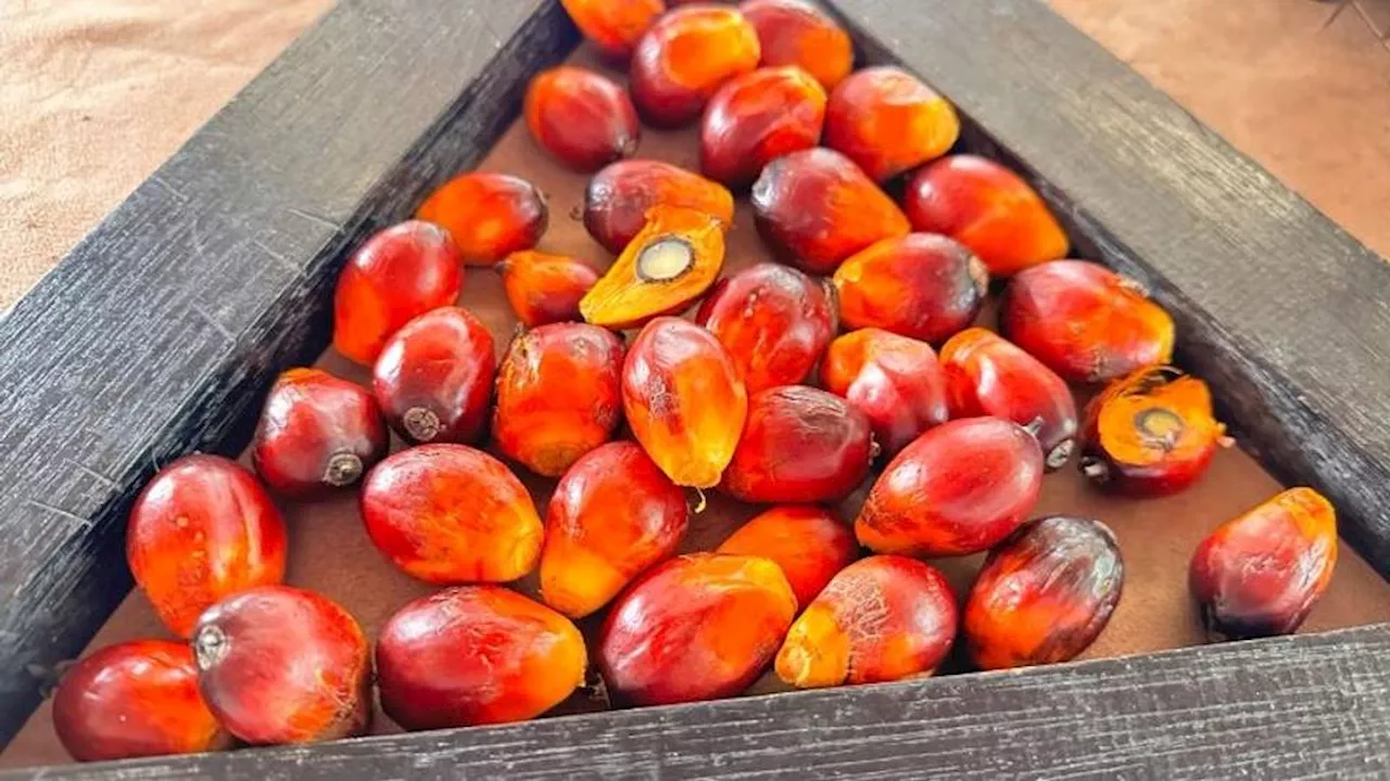 Can Malaysia’s palm oil industry balance profit with sustainability?