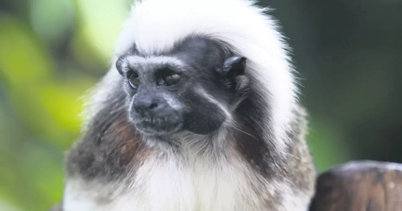 Proteger a la fauna silvestre para preservar nuestro futuro