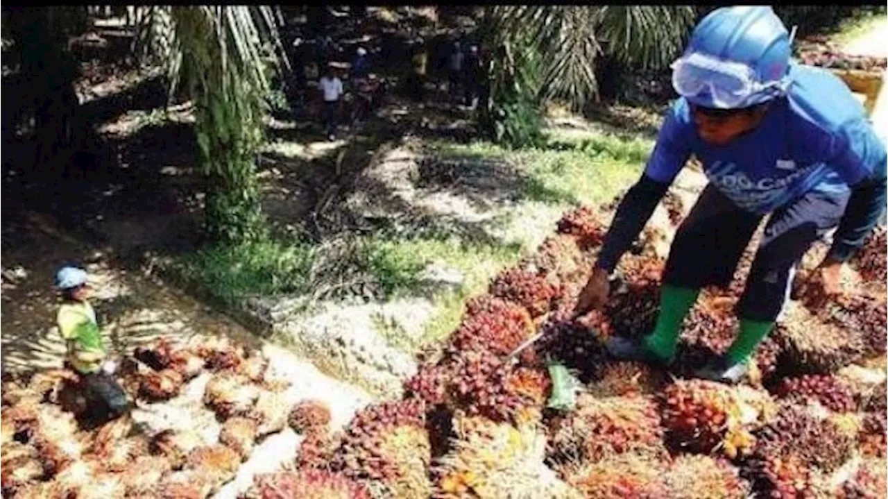 Tak Hanya Urus Kelapa Sawit, BPDPKS Ganti Nama Jadi Badan Pengelola Dana Perkebunan