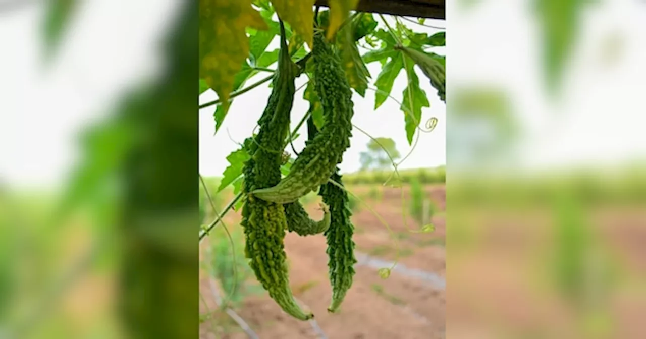 कसैला है स्वाद पर पोषक तत्वों का है भण्डार, डायबिटीज जैसी बीमारियों को रखता है कोसों दुर