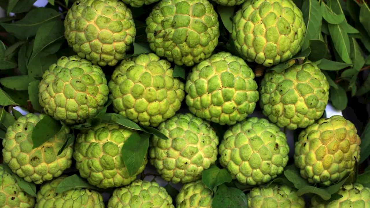 Custard apple: చలికాలంలో ఈ పండు తిని ఒకే సారి 7 రకాల జబ్బులకు చెక్ పెట్టేయండి