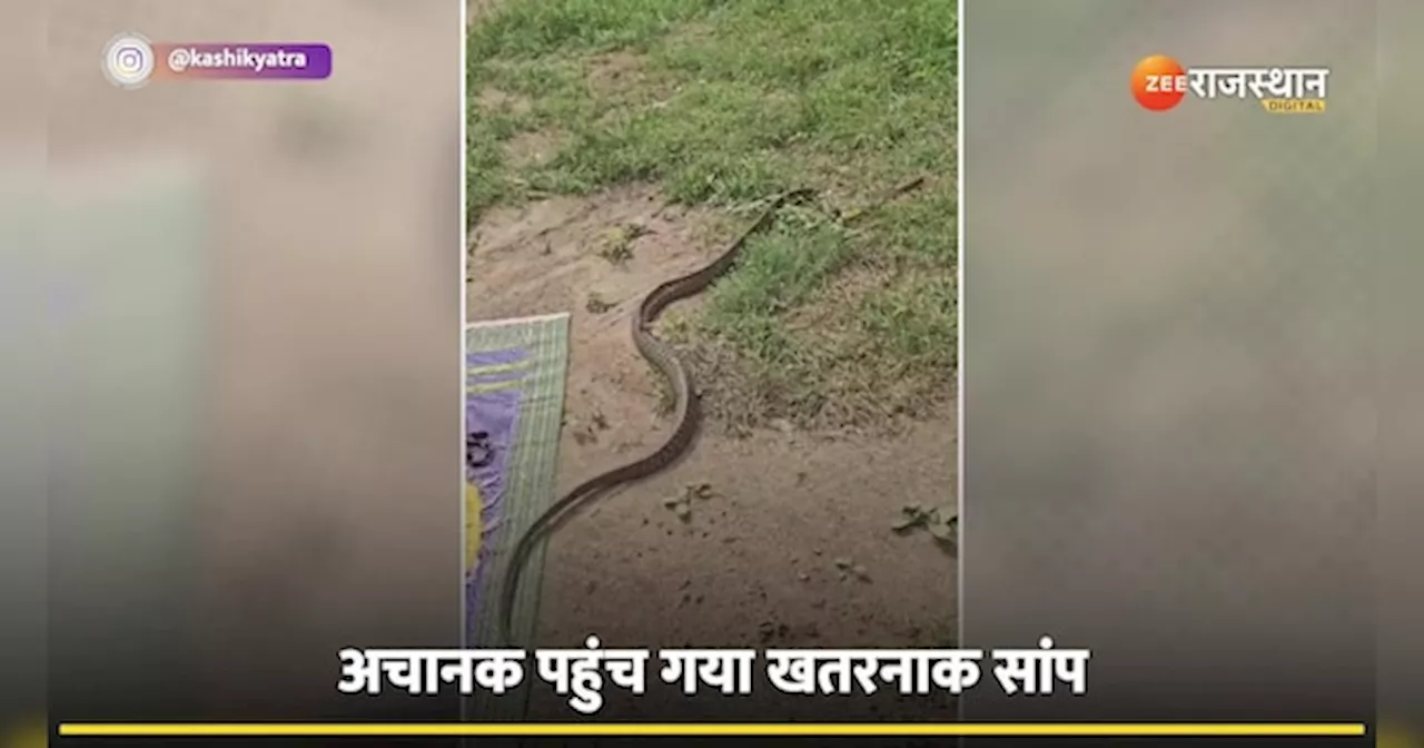 King Cobra: खेत में आराम फरमा रही थी महिला, अचानक आ गया काला लंबा सांप और फिर...