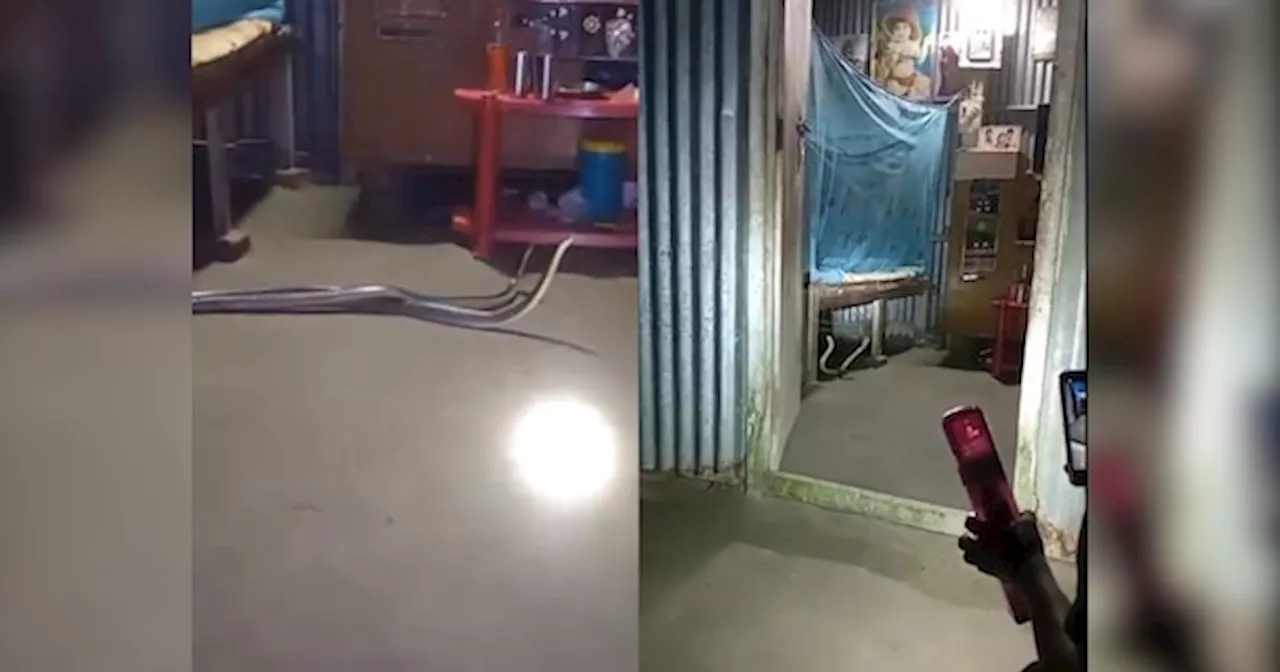 Snake Video: बेडरूम में बिस्तर के नीचे से अचानक निकल आए दो भयानक सांप, डर कर मारे भागे घरवाले लेकिन