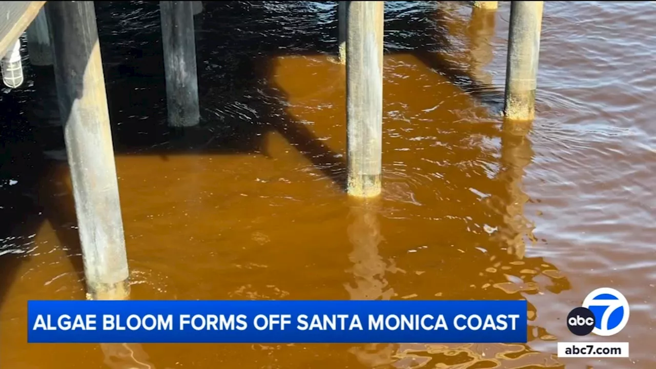 Large algae bloom forms off coast of Santa Monica