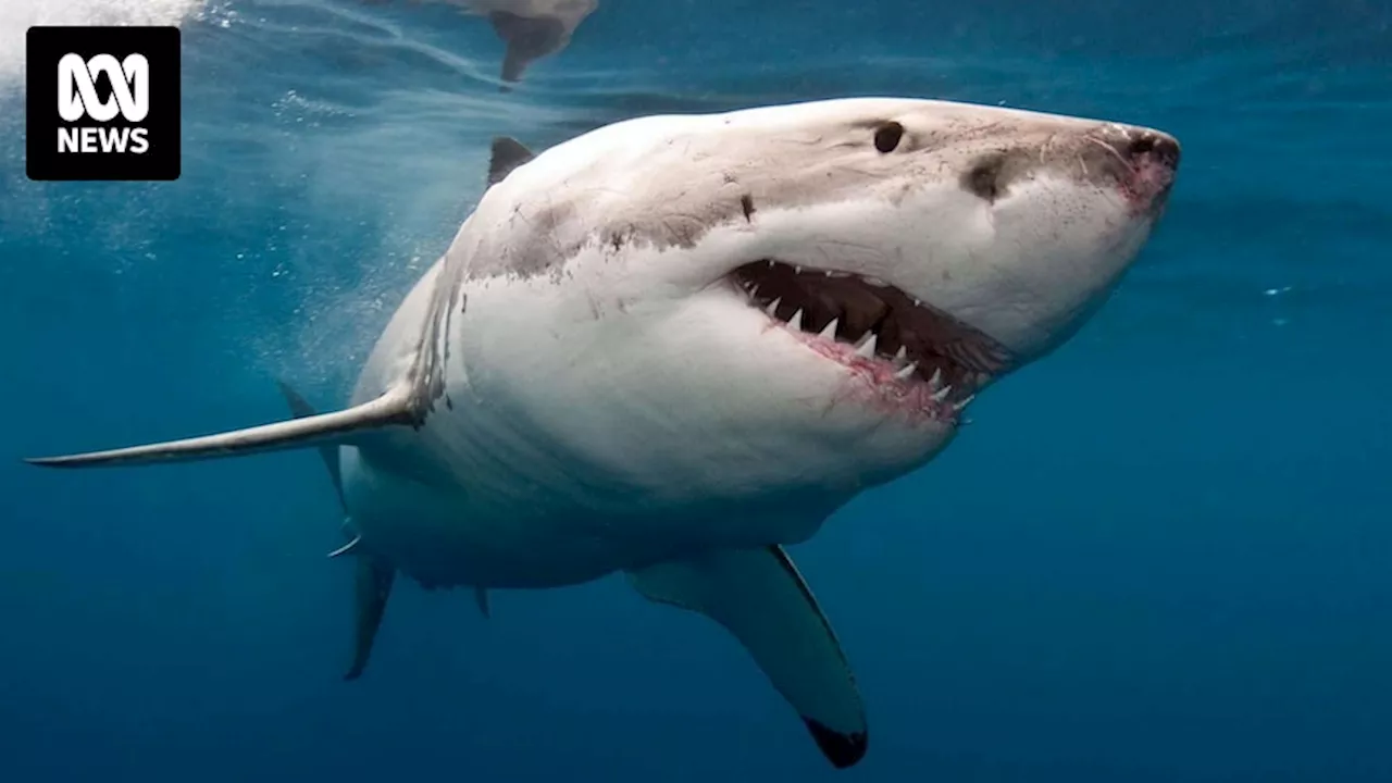 Shark warning tower offline at busy Esperance beach as summer approaches