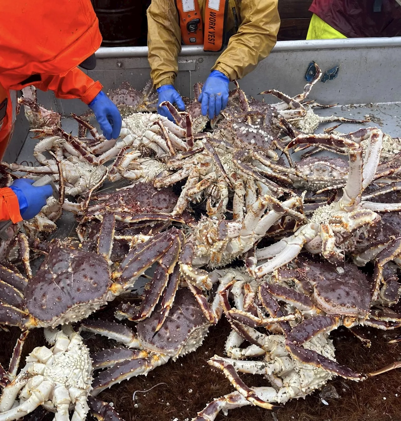 Red king crab harvest looking ‘very good’ so far for Bristol Bay fleet