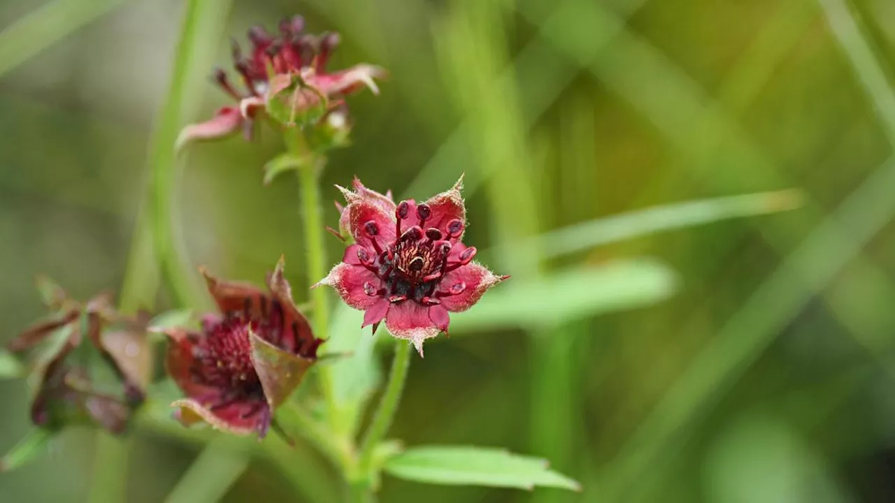 Blumen-Quiz: Erkennen Sie diese Wildblumen?