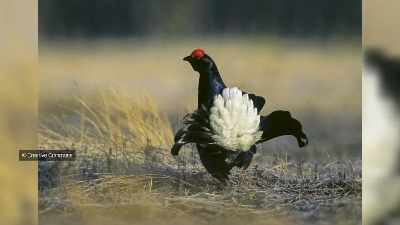 La chasse aux galliformes finalement interdite dans les Alpes du Sud