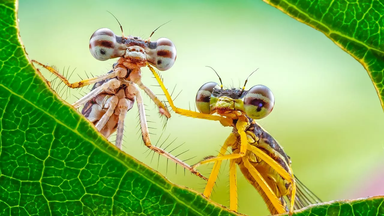 Magischer Moment: Libellen posieren als tierisches Moderatoren-Duo