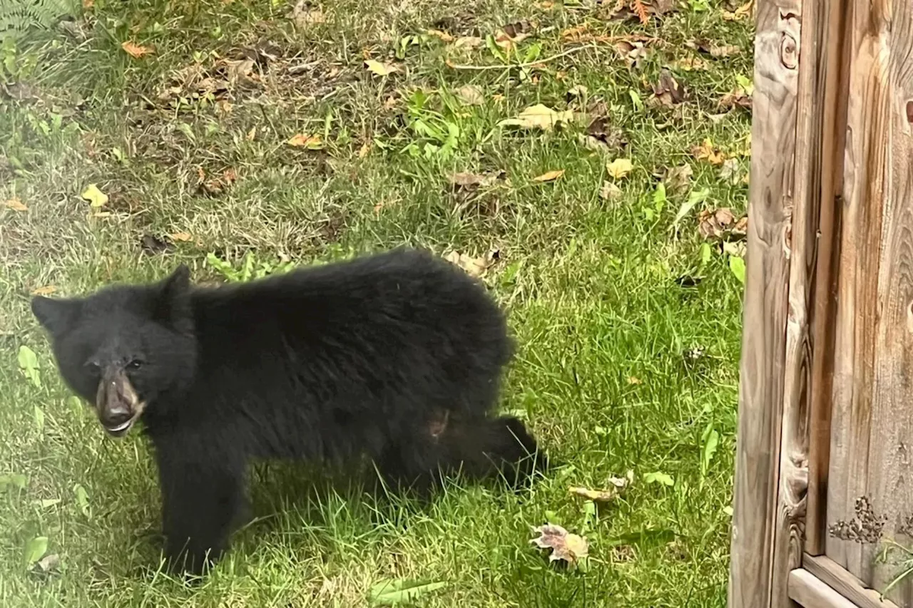 Orphaned bear cub's journey: How Squamish residents saved Jura